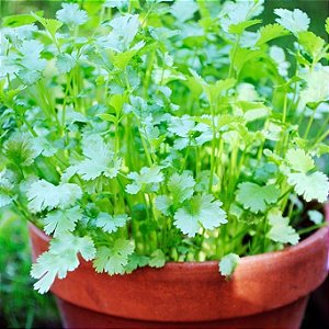Coentro Verdão (Coriandrum sativum L.) 20 SEMENTES