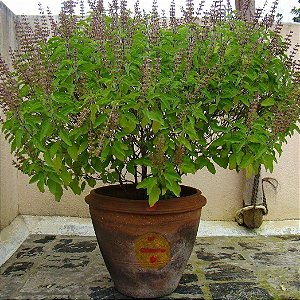 Sementes de Manjericão Sagrado - Tulsi (Ocimum tenuiflorum)
