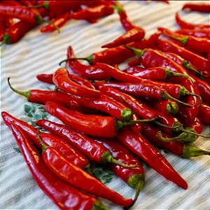 Sementes de Pimenta Caiena (Cayenne Pepper) – Capsicum frutescens