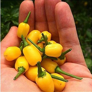 Sementes de Pimenta Cumari do Pará (Capsicum chinense)