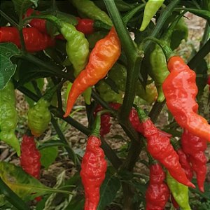 Pimenta Murupi (Capsicum chinense) 20 SEMENTES