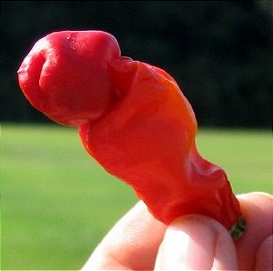 Sementes de Pimenta Peter (Peter Pepper) – Capsicum annuum