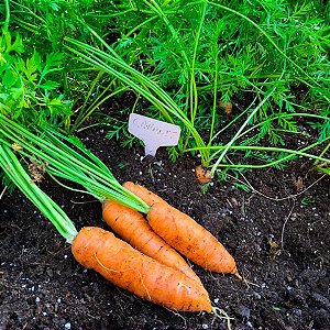 Sementes de Cenoura Baby (Daucus carota)