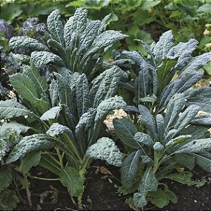 Sementes de Couve Kale / Couve Negra Toscana (Brassica oleracea L. var. acephala)