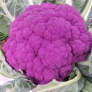 Sementes de Couve-Flor Roxa (Brassica oleracea L. var. botrytis)