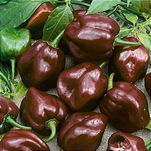 Sementes de Pimenta Habanero Chocolate (Capsicum chinense)