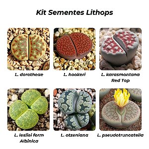 Kit Coleção de Lithops - 6 espécies diferentes - 10 sementes de cada