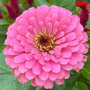 Zinia Dália Dobrada Rosa (Zinnia elegans) - 30 SEMENTES
