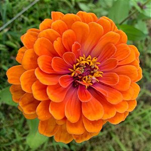 Sementes de Zinia Laranja (Zinnia elegans) 15 unidades