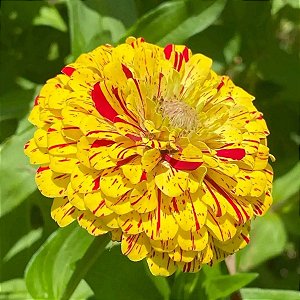 Sementes de Zinia Pepermint Stick (Zinia elegans) 30 unidades