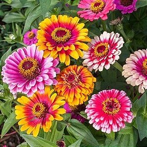 Sementes de Zinia Carousel Mix (Zinnia elegans) 30 unidades