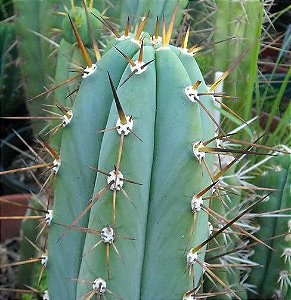 Trichocereus peruvianus - Cactos Tocha Peruana - 10 Sementes