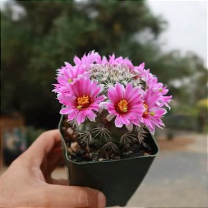 Mammillaria schumannii Bartschella - 10 sementes