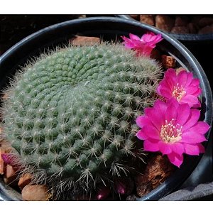 Rebutia violaciflora - 10 sementes