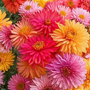Sementes de Zinia Cactus Sortida (Zinnia elegans)