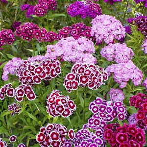 Cravina Barbatus Sortida (Dianthus barbatus) - 50 SEMENTES