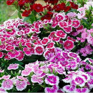 Cravina da China Singela Sortida (Dianthus chinensis) - 50 SEMENTES