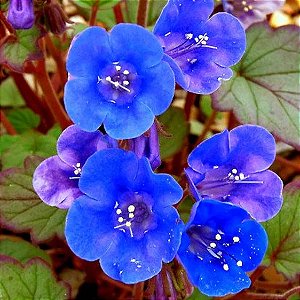 Facélia Azul, Desert Bluebells (Phacelia campanularia) - 50 SEMENTES