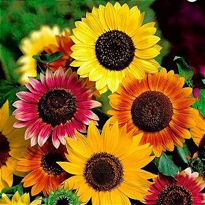 Girassol Ornamental Mix (Helianthus annuus) - 20 SEMENTES