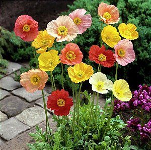 Papoula da Islândia (Papaver nudicaule) - 200 SEMENTES