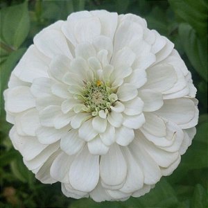 Zinia Dália Dobrada Branca (Zinnia elegans) - 30 SEMENTES