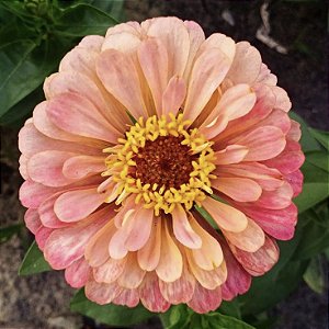 Zinia Dália Dobrada Salmão (Zinnia elegans) - 30 SEMENTES