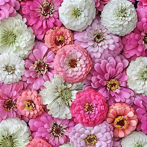 Mix Zínia Pink & White (Zinnia elegans) - 50 SEMENTES