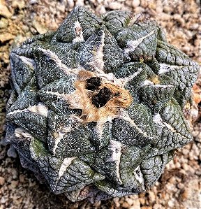 Ariocarpus fissuratus - 05 sementes