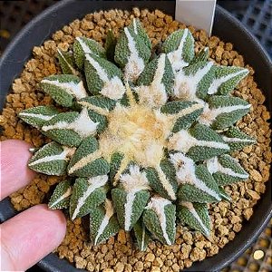 Ariocarpus kotschoubeyanus - 05 sementes