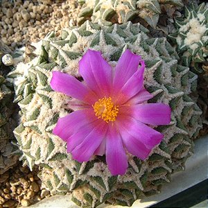Ariocarpus kotschoubeyanus v elephantidens - 05 sementes