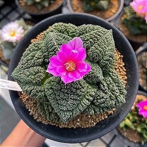 Ariocarpus fissuratus Godzilla - 05 sementes