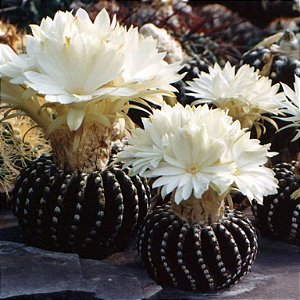 Discocactus horstii - 05 sementes