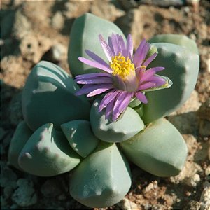 Dracophilus montis draconis - 10 sementes