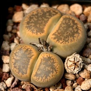 LITHOPS aucampiae C392 cv Storms's Snowcap - 10 sementes