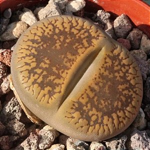 Sementes de Lithops aucampiae C392 cv Storms's Snowcap
