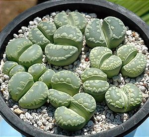 Sementes de Lithops otzeniana cv Aquamarine