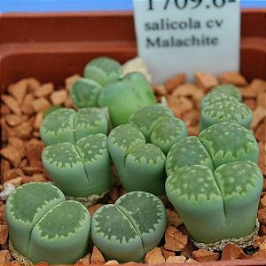 Sementes de Lithops salicola v Malachite form