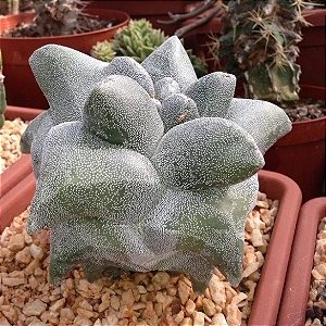 Astrophytum myriostigma cv Kituko Ranpo - 05 sementes