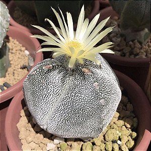 Astrophytum myriostigma v tricostatum - 05 sementes