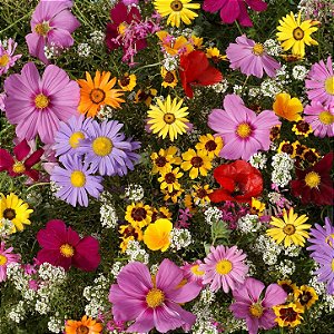 Mix Jardim em Festa - 500 Sementes de Flores Coloridas - 06 Variedades Diferentes