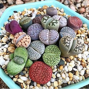 Sementes de Lithops Mix (Pedras Vivas) - 30 sementes