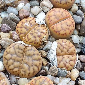 Sementes de Lithops bromfieldii (10 sementes)