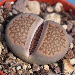 Sementes de Lithops hallii (10 sementes)