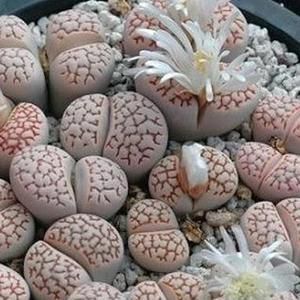 10 Sementes de Lithops julii