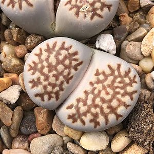Lithops julii - 10 sementes