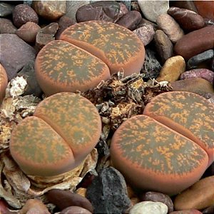 10 Sementes de Lithops lesliei (Pedras Vivas)