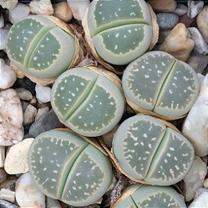 Sementes de Lithops olivacea (10 sementes)