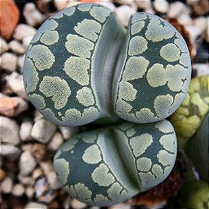 Sementes de Lithops otzeniana (10 sementes)