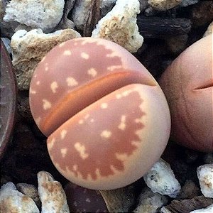 Sementes de Lithops olivacea nebrownii (10 sementes)