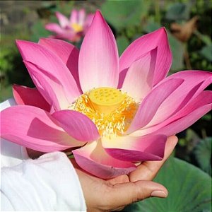 Flor de Lótus Mix de Cores - Nelumbo nucifera - 04 sementes